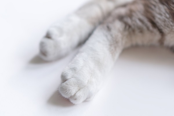 Patas traseras de un gato tumbado